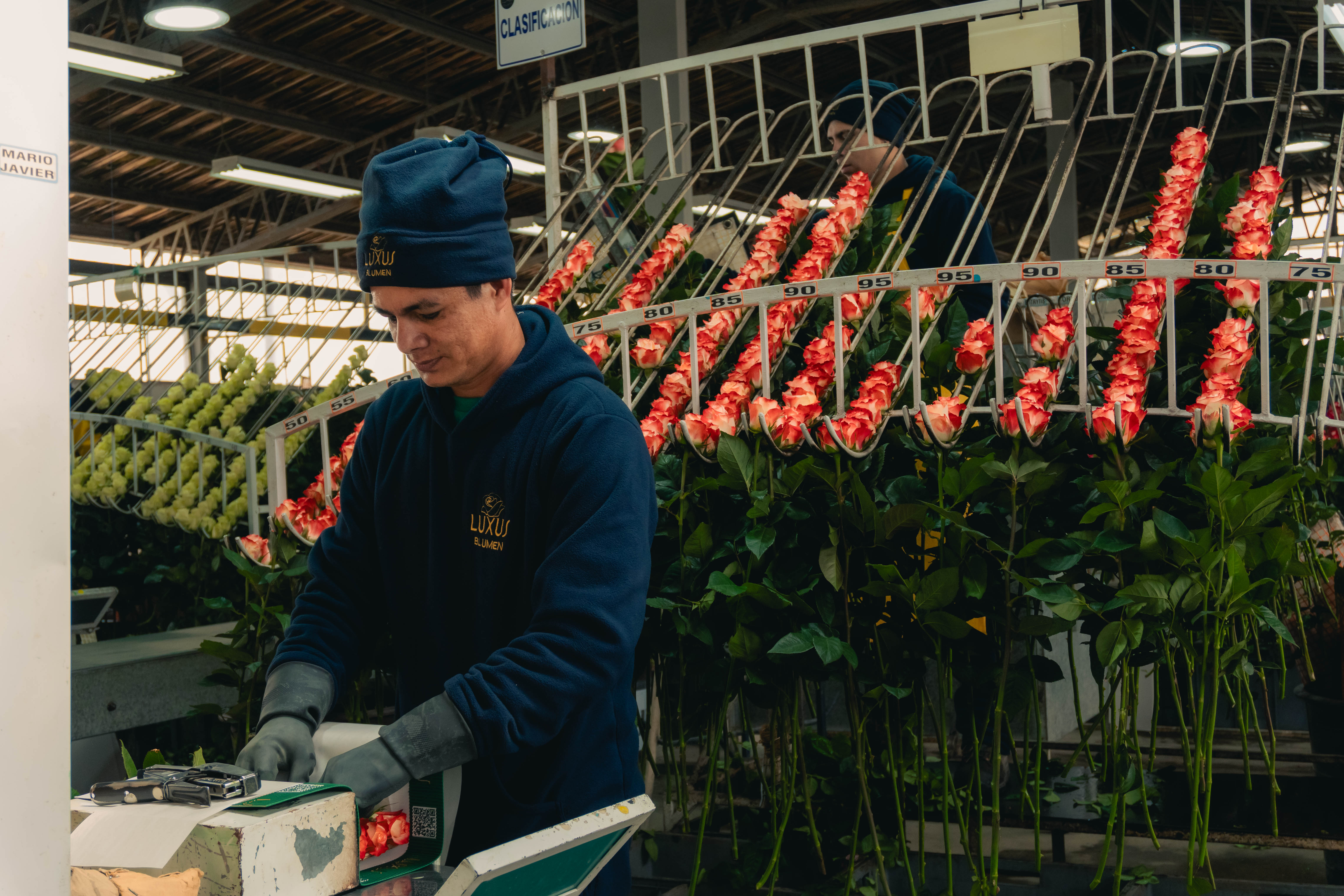 Postharvest