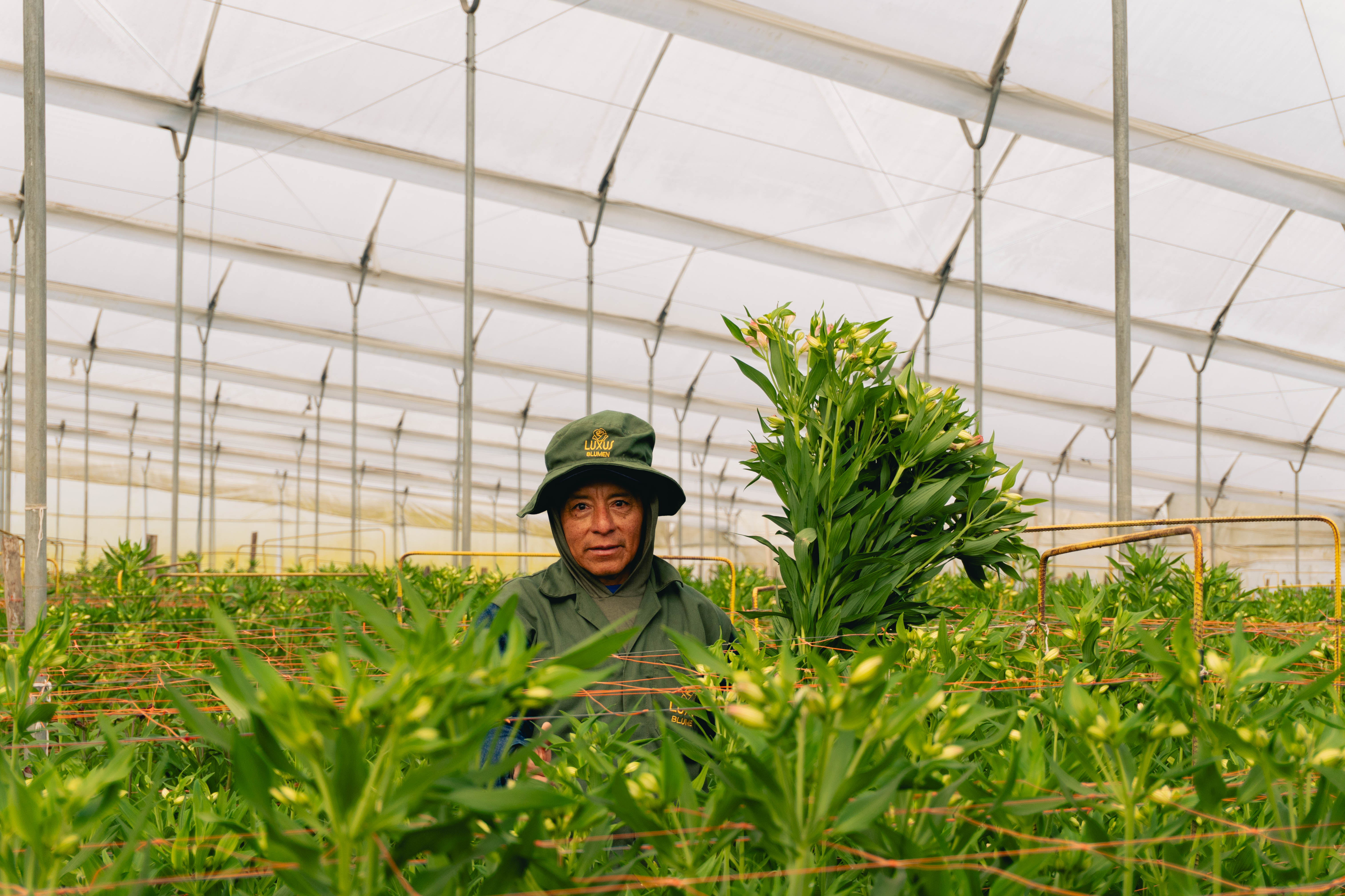 Cultivation
