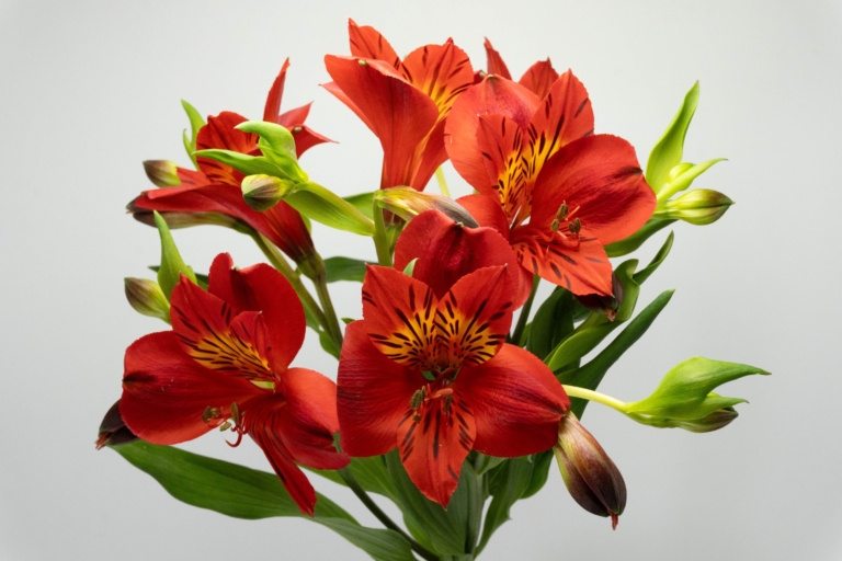Angelina — Orange alstroemeria, Luxus Blumen