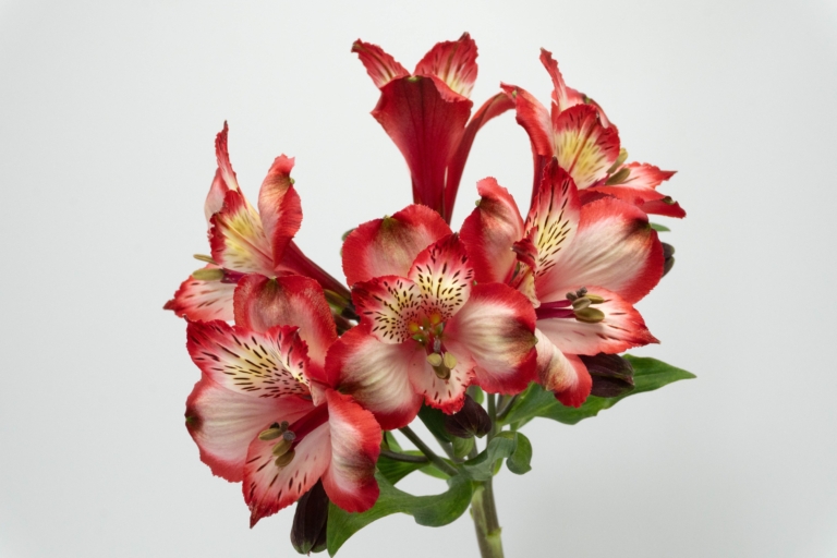 Butterfly — Bicolor alstroemeria, Luxus Blumen