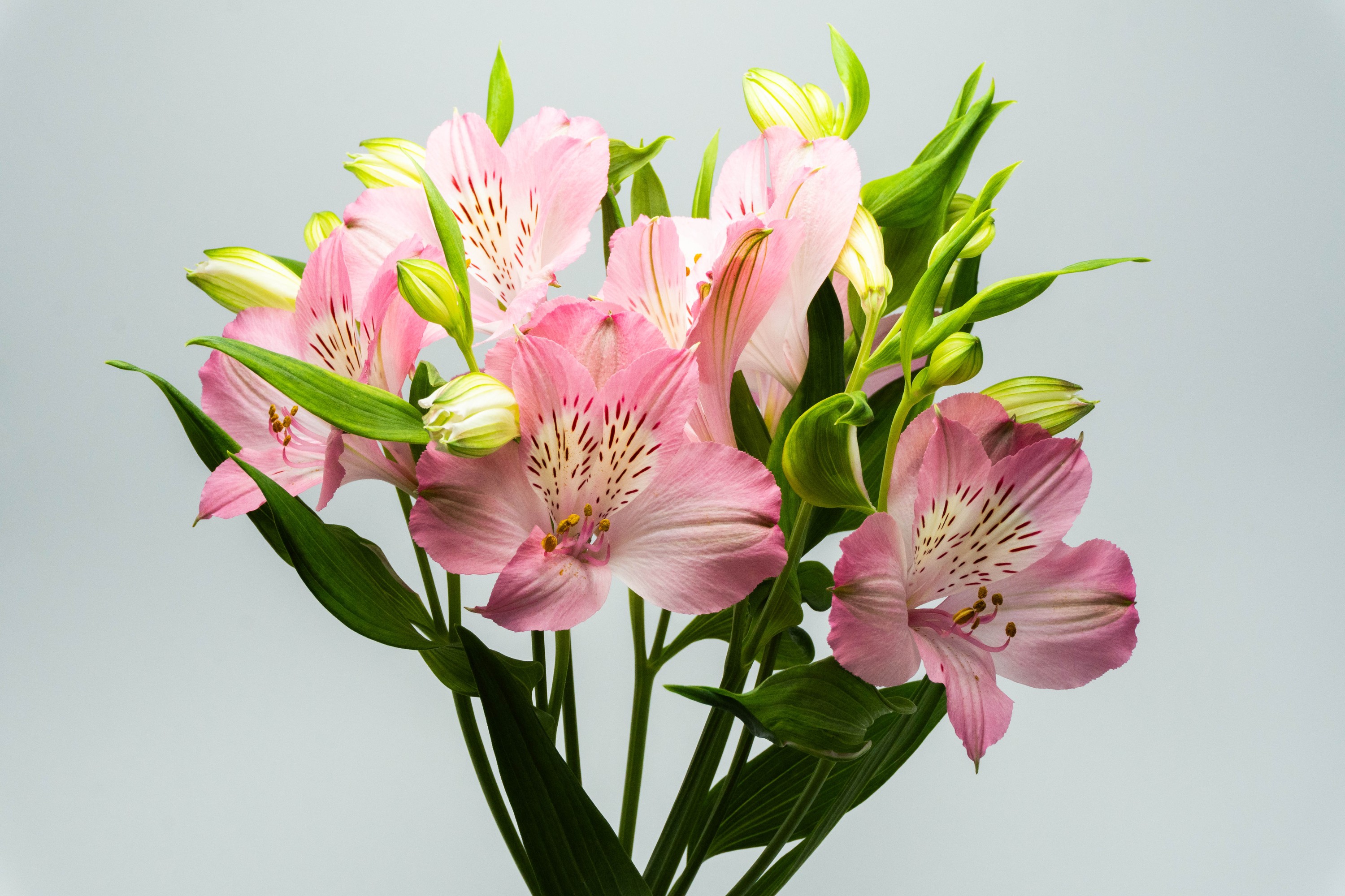 Dubai — Alstroemeria by Luxus Blumen