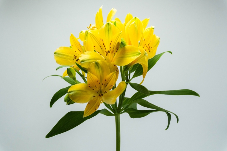 Estrada — Yellow alstroemeria, Luxus Blumen