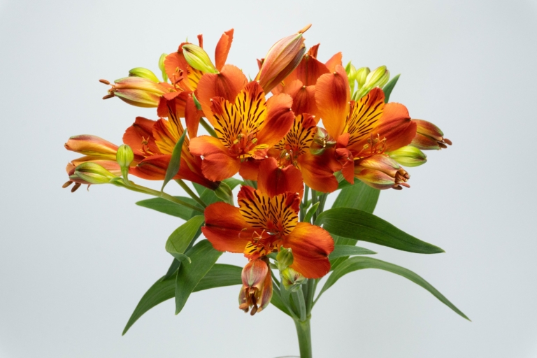 Flame — Orange alstroemeria, Luxus Blumen