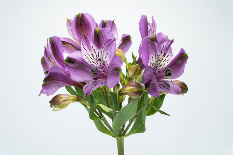 Galaxy — Purple & Lavender alstroemeria, Luxus Blumen