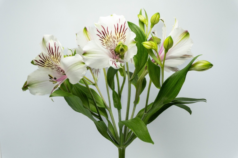 Himalaya — White alstroemeria, Luxus Blumen