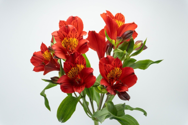 Hot Pepper — Bicolor alstroemeria, Luxus Blumen