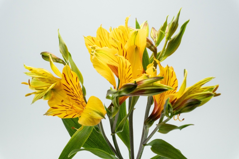 Isola — Yellow alstroemeria, Luxus Blumen