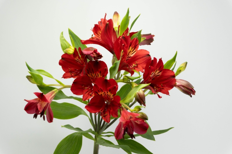 Merci — Red alstroemeria, Luxus Blumen
