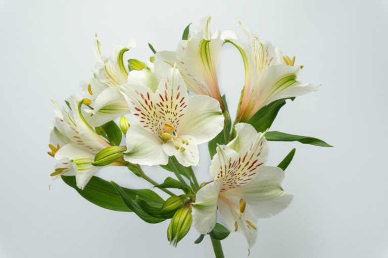 Meribel — White alstroemeria, Luxus Blumen