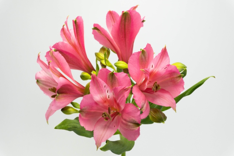Mermaid — Pink alstroemeria, Luxus Blumen