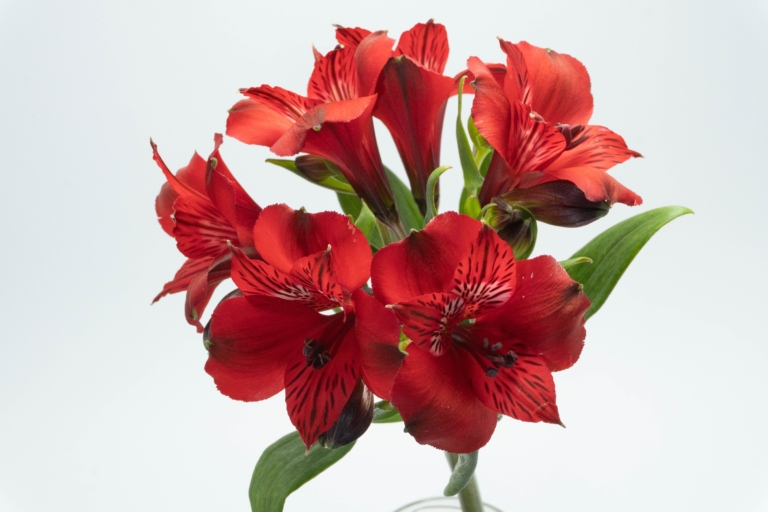 Romance — Red alstroemeria, Luxus Blumen