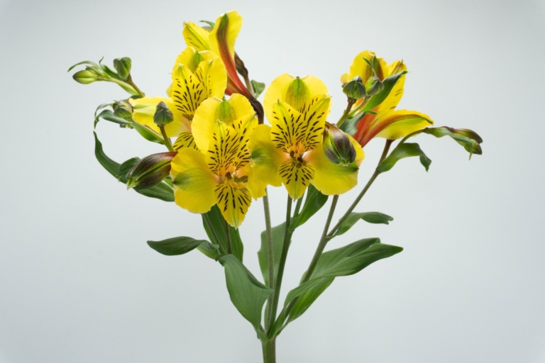 Shakira — Yellow alstroemeria, Luxus Blumen