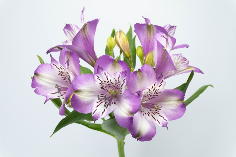 Splendor — Purple & Lavender alstroemeria, Luxus Blumen