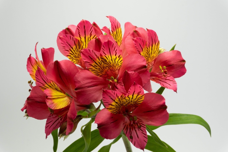 Topacio — Hot Pink alstroemeria, Luxus Blumen