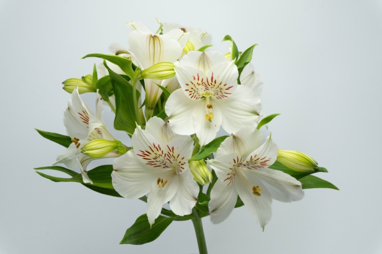 Whistler — White alstroemeria, Luxus Blumen