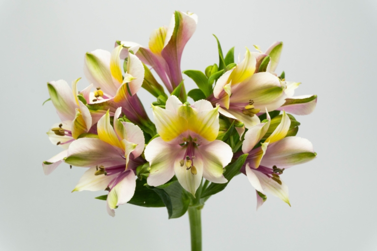 White Forest — White alstroemeria, Luxus Blumen