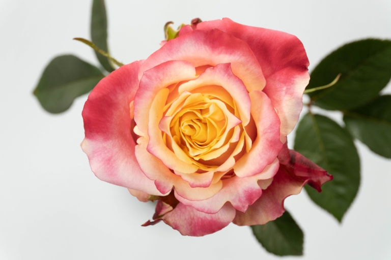 3D — Bicolor rose, Luxus Blumen