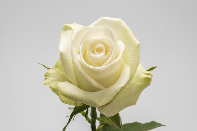 Alba — White rose, Luxus Blumen