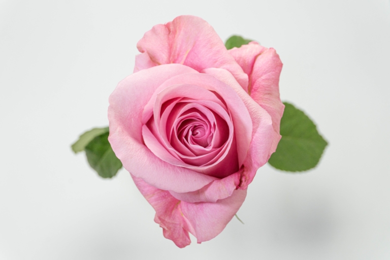 All4Love — Garden Style rose, Luxus Blumen