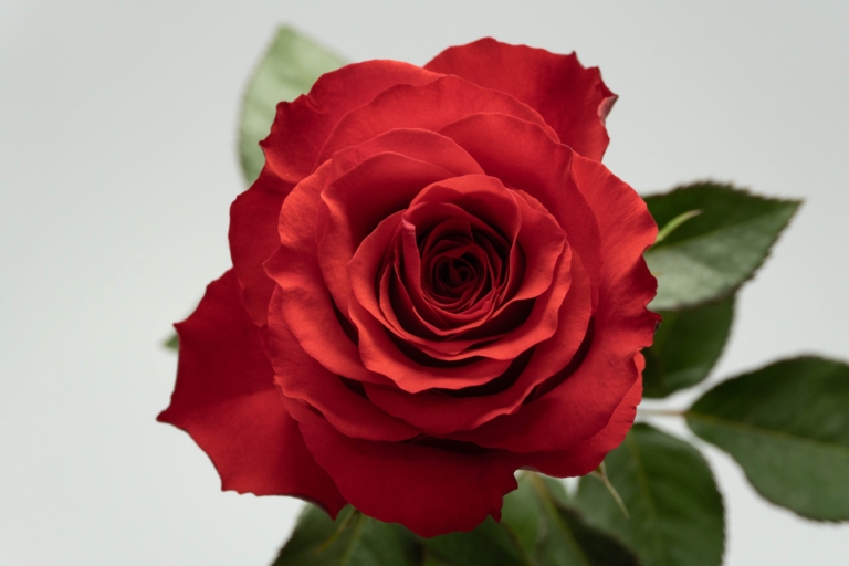 Altamira — Light Red rose, Luxus Blumen