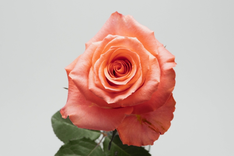 Amsterdam — Salmon rose, Luxus Blumen
