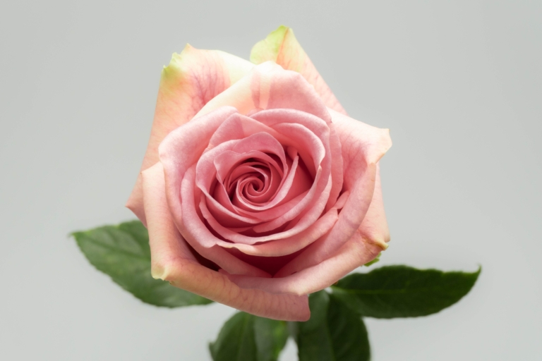 Antique Explorer — Pink rose, Luxus Blumen