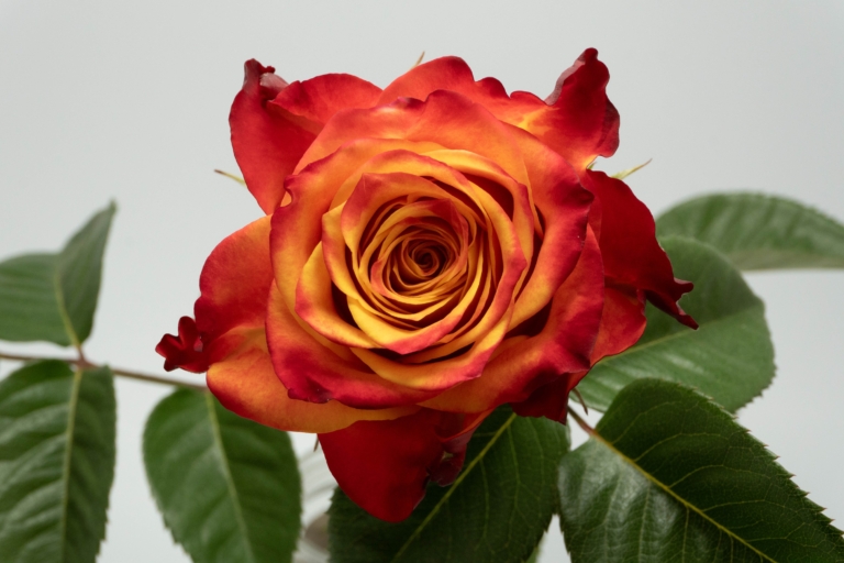 Atomic — Bicolor rose, Luxus Blumen