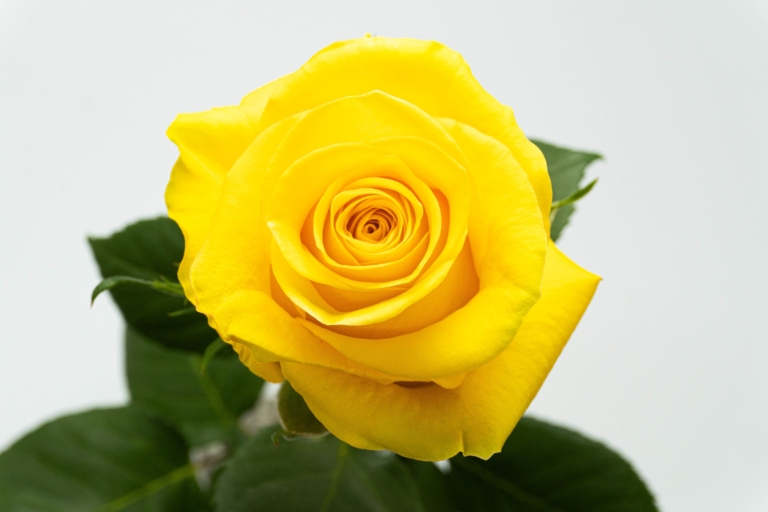Brigthon — Yellow rose, Luxus Blumen