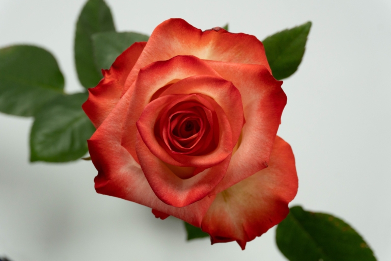 Bush — Bicolor rose, Luxus Blumen