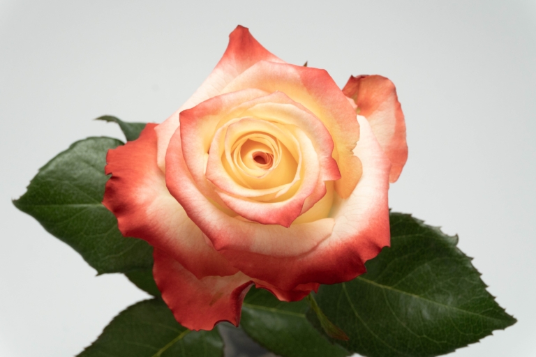 Cabaret — Bicolor rose, Luxus Blumen