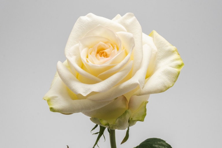 Candlelight — White rose, Luxus Blumen