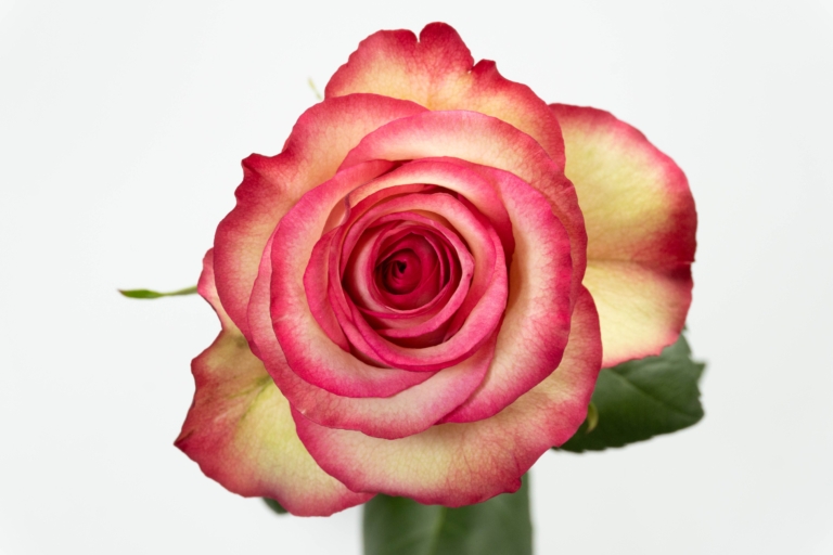 Carrousel — Bicolor White & Pink rose, Luxus Blumen