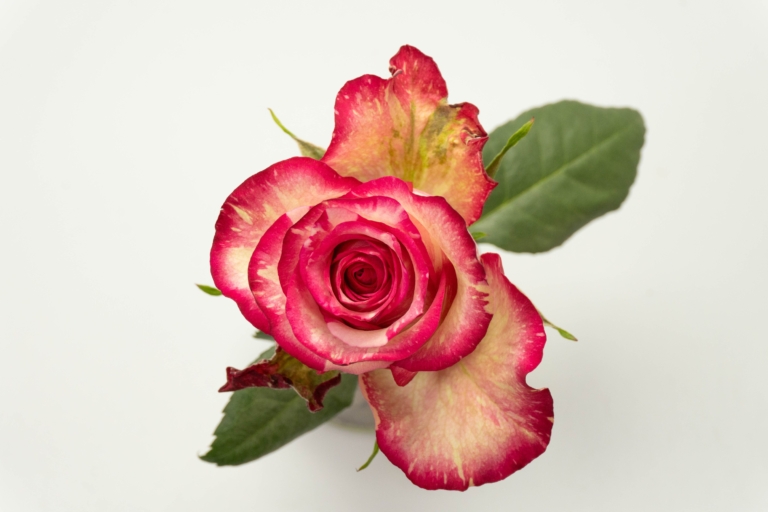 Clown — Bicolor White & Pink rose, Luxus Blumen