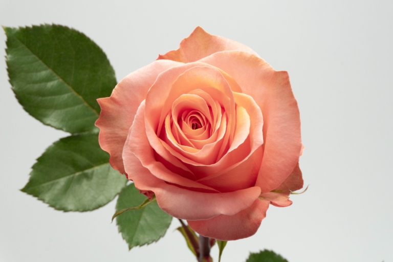 Coral Reef — Salmon rose, Luxus Blumen