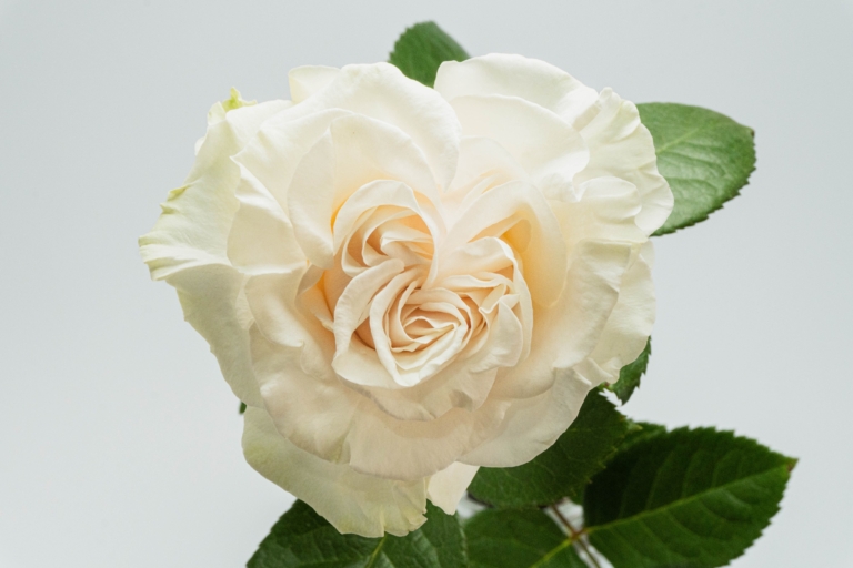 Cotton X-Pression — Garden Style rose, Luxus Blumen
