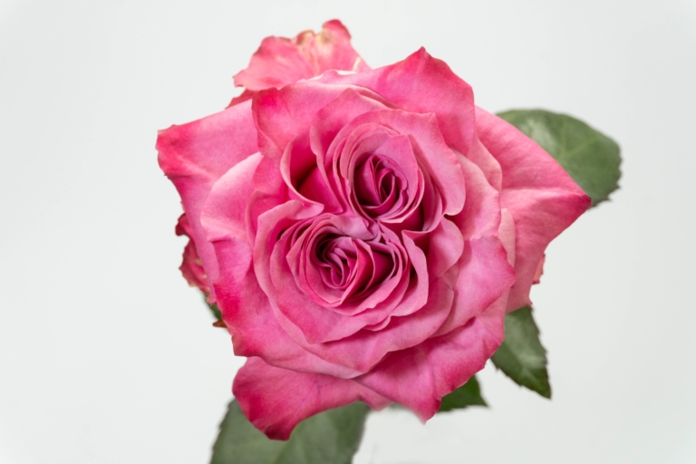 Country Blues — Garden Style rose, Luxus Blumen