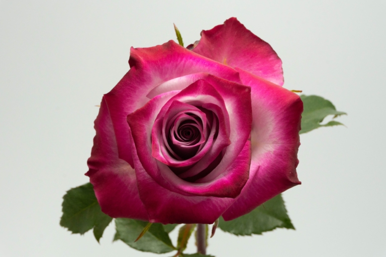 Deep Purple — Purple & Lavender rose, Luxus Blumen