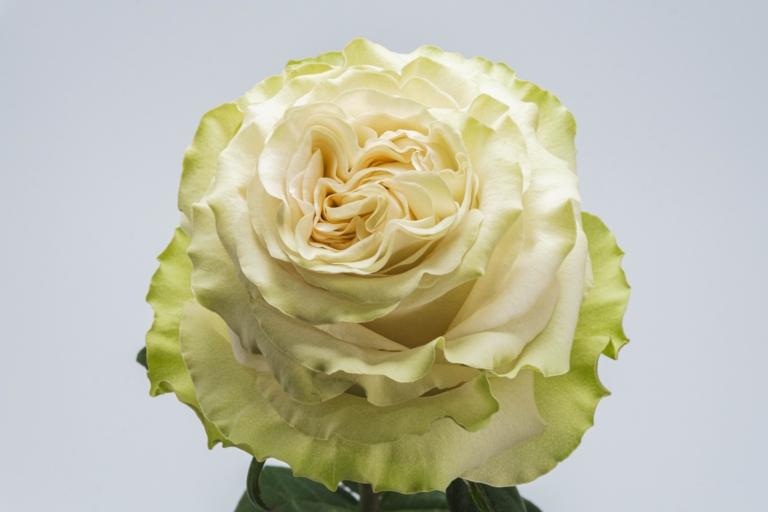 Dynamic — White rose, Luxus Blumen
