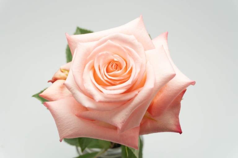 Engagement — Light Pink rose, Luxus Blumen