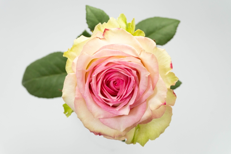 Esperance — Bicolor White & Pink rose, Luxus Blumen