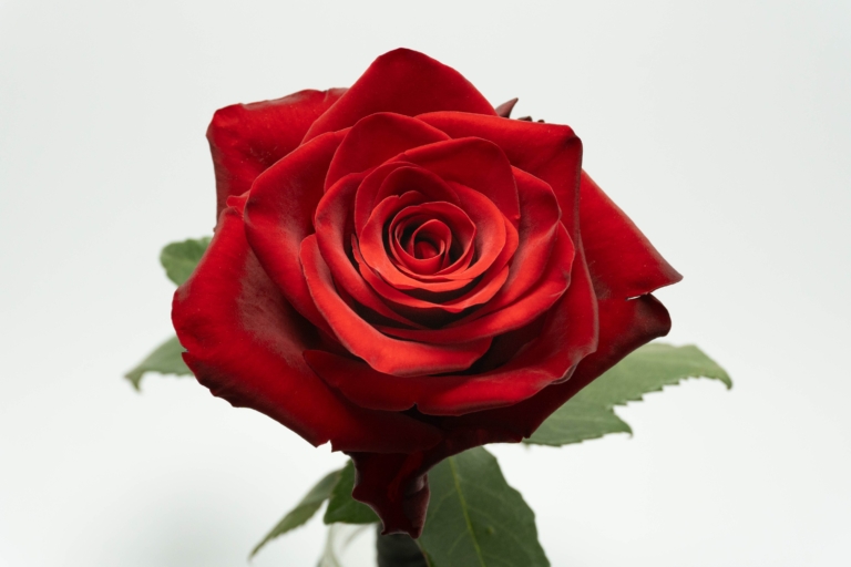 Explorer — Red rose, Luxus Blumen