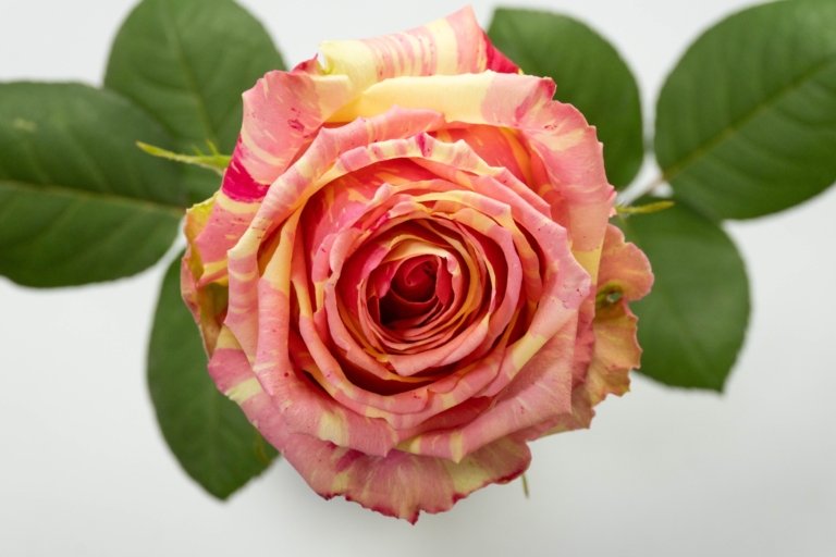 Fiesta — Bicolor rose, Luxus Blumen