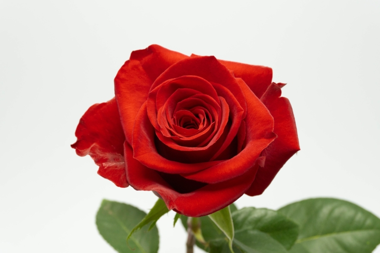 Freedom — Red rose, Luxus Blumen