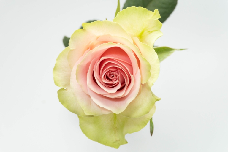 Frutteto — Light Pink rose, Luxus Blumen