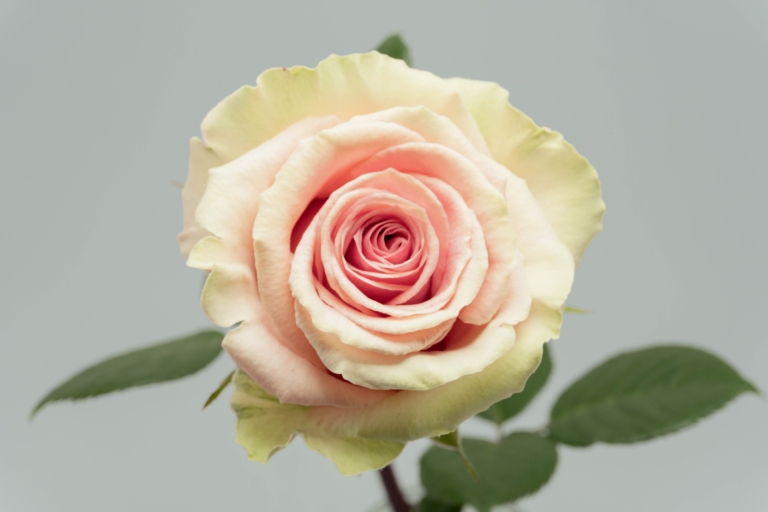 Geraldine — Pink rose, Luxus Blumen