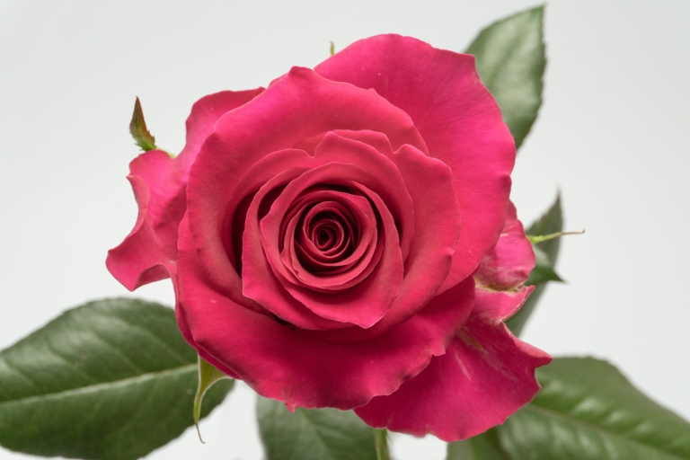 Gotcha — Hot Pink rose, Luxus Blumen