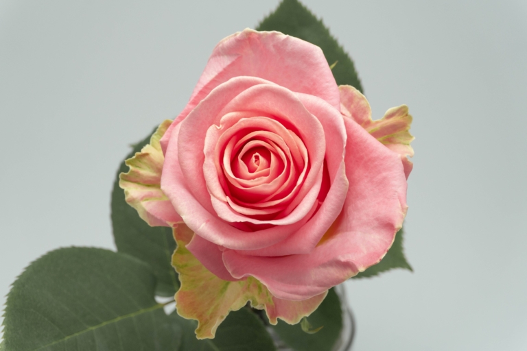 Hermosa — Pink rose, Luxus Blumen