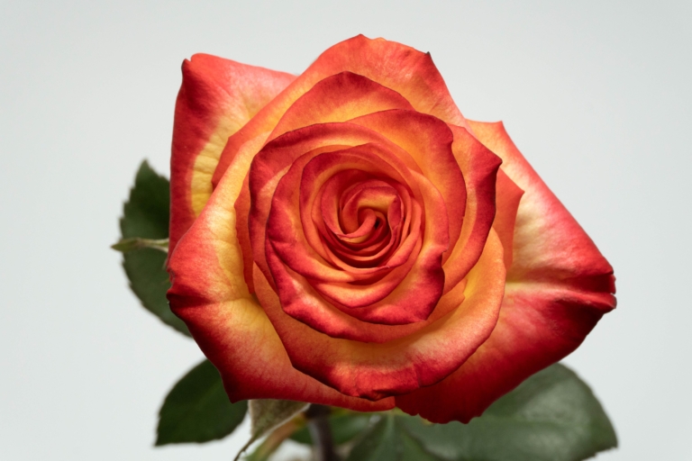 High Magic — Bicolor rose, Luxus Blumen