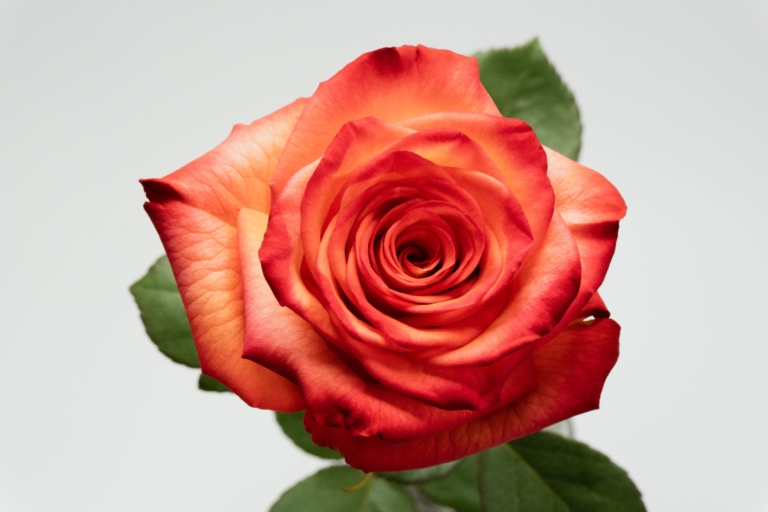 High Orange — Orange rose, Luxus Blumen