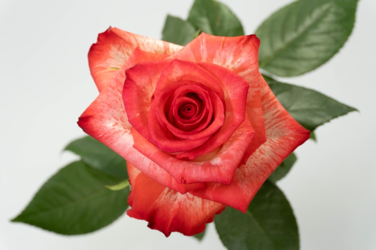 High Twinkle — Bicolor rose, Luxus Blumen